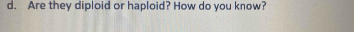 Are they diploid or haploid? How do you know?