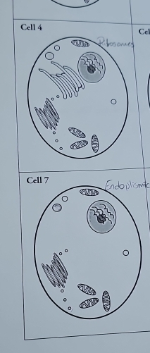 Cell 4Cel