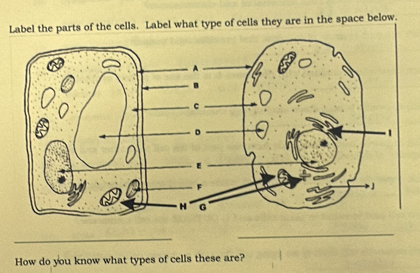 Label the parts of the cells. Label what type of cells they are in the space below. 
_ 
_ 
How do you know what types of cells these are?