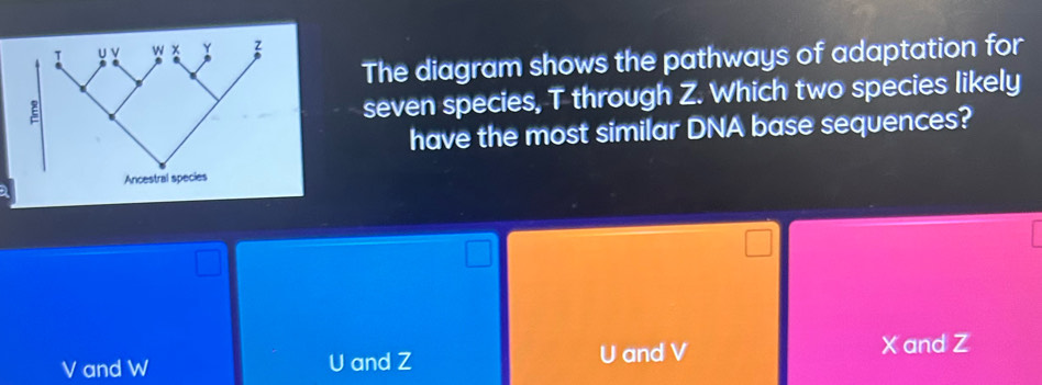 The diagram shows the pathways of adaptation for
seven species, T through Z. Which two species likely
have the most similar DNA base sequences?
V and W U and Z
and V X and Z