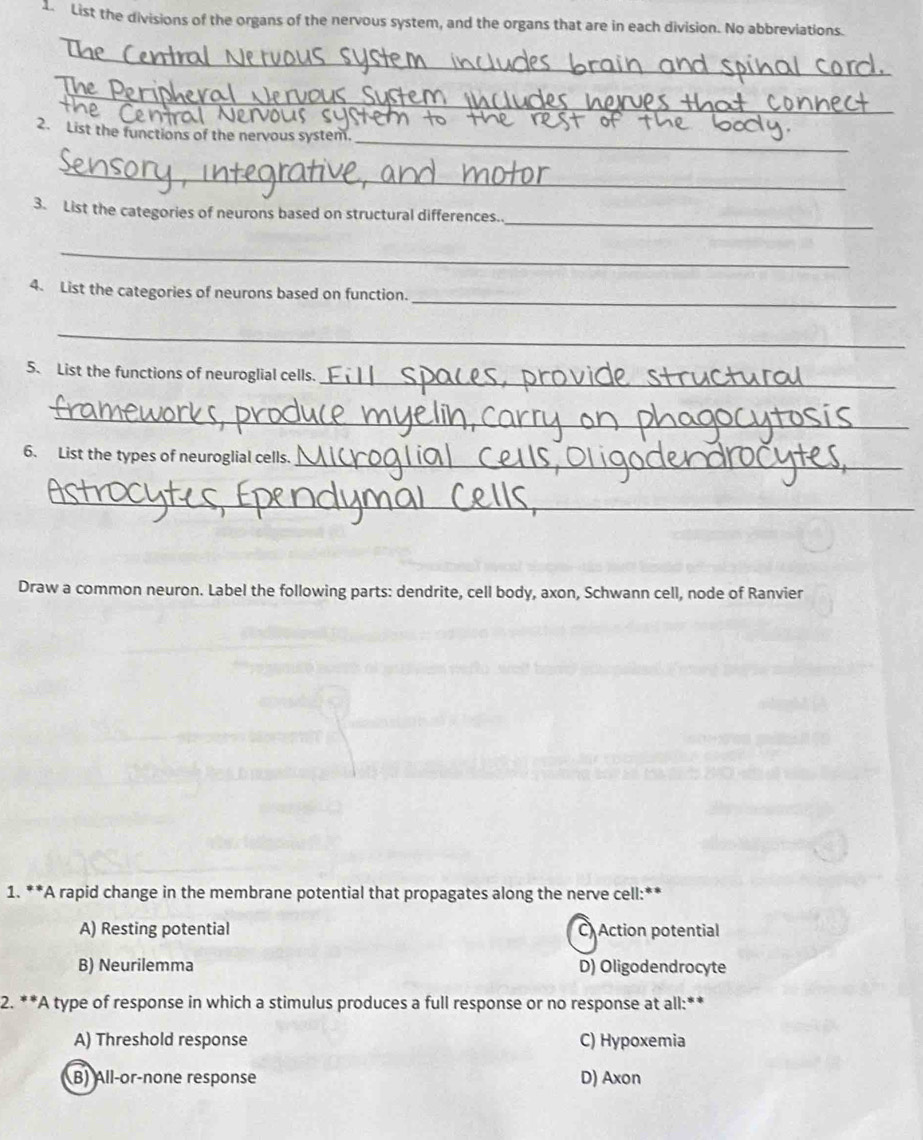 List the divisions of the organs of the nervous system, and the organs that are in each division. No abbreviations.
_
_
_
2. List the functions of the nervous system.
_
_
3. List the categories of neurons based on structural differences..
_
_
4. List the categories of neurons based on function.
_
_
5. List the functions of neuroglial cells.
_
_
6. List the types of neuroglial cells.
_
Draw a common neuron. Label the following parts: dendrite, cell body, axon, Schwann cell, node of Ranvier
1. **A rapid change in the membrane potential that propagates along the nerve cell:**
A) Resting potential C Action potential
B) Neurilemma D) Oligodendrocyte
2. **A type of response in which a stimulus produces a full response or no response at all:**
A) Threshold response C) Hypoxemia
B) All-or-none response D) Axon