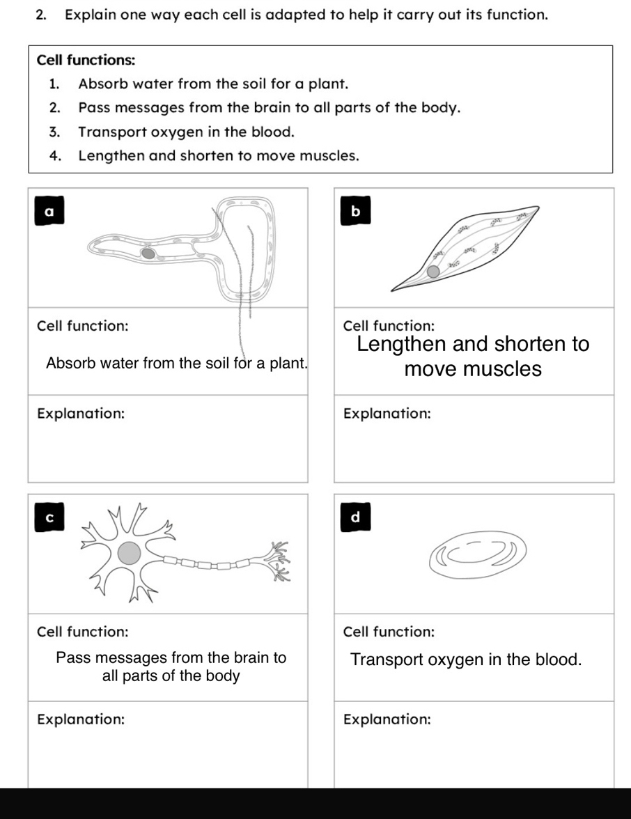 Explain one way each cell is adapted to help it carry out its function. 
Cell functions: 
1. Absorb water from the soil for a plant. 
2. Pass messages from the brain to all parts of the body. 
3. Transport oxygen in the blood. 
4. Lengthen and shorten to move muscles. 
a
y^(th)
2^(53)
2^(th)
sat '
960
Cell function: Cell function: 
Lengthen and shorten to 
Absorb water from the soil for a plant. move muscles 
Explanation: Explanation: 
d 
Cell function: Cell function: 
Pass messages from the brain to Transport oxygen in the blood. 
all parts of the body 
Explanation: Explanation: