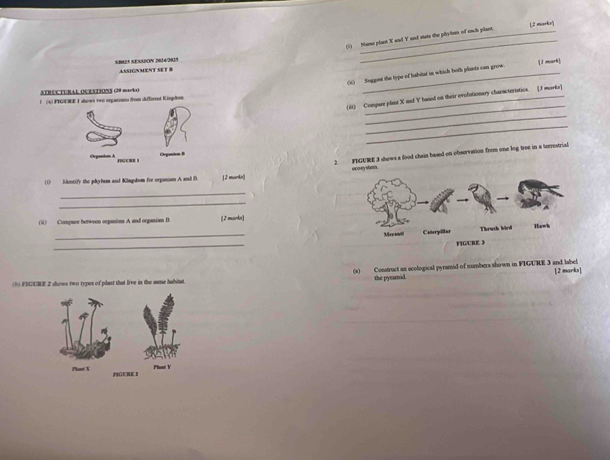 (1) Name plant X and Y and state the phyln of each plant 
SB025 SESSION 2024/2025 
ASSIGNMENT SET B 
(ii) Suggest the type of habitat in which both plants can grow. [1 mark] 
STRUCTURAL OUESTIONS (20 marks) 
_ 
(iii) Compare plant X and Y based on their evolutionary characteristics. [J morks] 
I (a) FIGURE I shows two organoms from different Kingdom. 
_ 
_ 
Organism B 
Oeganisn A FIGURE I 
2. FIGURE 3 shows a food chain based on observation from one log tree in a terrestrial 
ecosystemn. 
(i) Identify the phylum and Kingdom for organism A and B. [2 marks] 
_ 
_ 
(ii) Compare between organism A and organism B. [2 marks] 
_ 
_ 
(a) Construct an ecological pyramid of numbers shown in FIGURE 3 and label 
(b) FIGURE 2 shows two types of plant that live in the same habitat the pyramid. [2 marks]