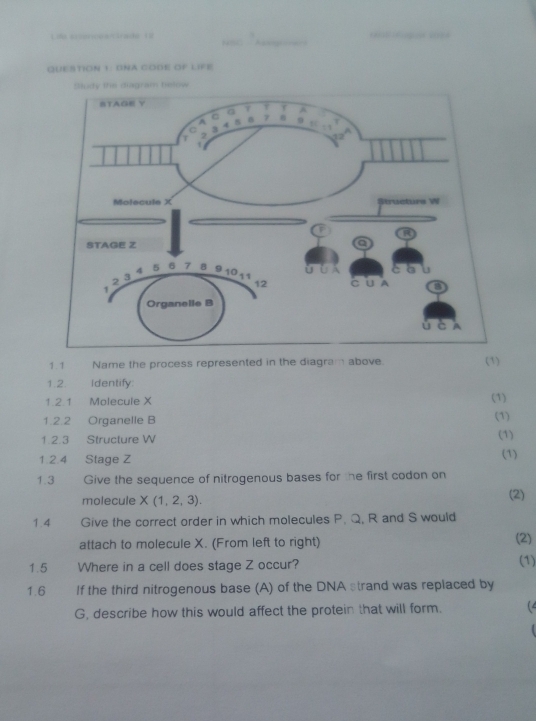 La sriencea Grade t2 

QUESTION 1: ONA CODE OF LIFE 
1.2. identify: 
1.2.1 Molecule X (1) 
1.2.2 Organelle B 
(1) 
1.2.3 Structure W
(1) 
1.2.4 Stage Z (1) 
1.3 Give the sequence of nitrogenous bases for he first codon on 
molecule X(1,2,3). (2) 
1.4 Give the correct order in which molecules P. Q, R and S would 
attach to molecule X. (From left to right) (2) 
1.5 Where in a cell does stage Z occur? (1) 
1.6 If the third nitrogenous base (A) of the DNA strand was replaced by
G, describe how this would affect the protein that will form. (