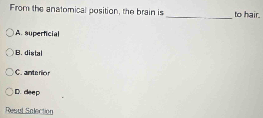 From the anatomical position, the brain is _to hair.
A. superficial
B. distal
C. anterior
D. deep
Reset Selection