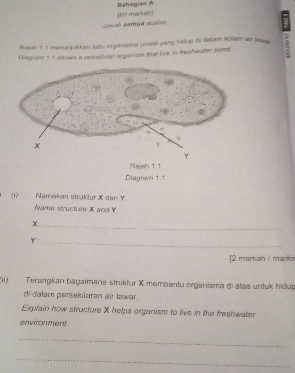 Bahagian A 
[60 markah] 
Jawab semua soalan 
Rajah 1 1 menunjukkan satu organisma unisel yang hidup di dalam kolam air tawar 
Diagram 1.1 shows a unicellular organism that live in freshwater pond 
Diagram 1.1 
(i) Namakan struktur X dan Ý
Name structure X and Y.
X :_
Y :_ 
[2 markah / marks 
(ii) Terangkan bagaimana struktur X membantu organisma di atas untuk hidup 
di dalam persekitaran air tawar. 
Explain how structure X helps organism to live in the freshwater 
environment. 
_ 
_