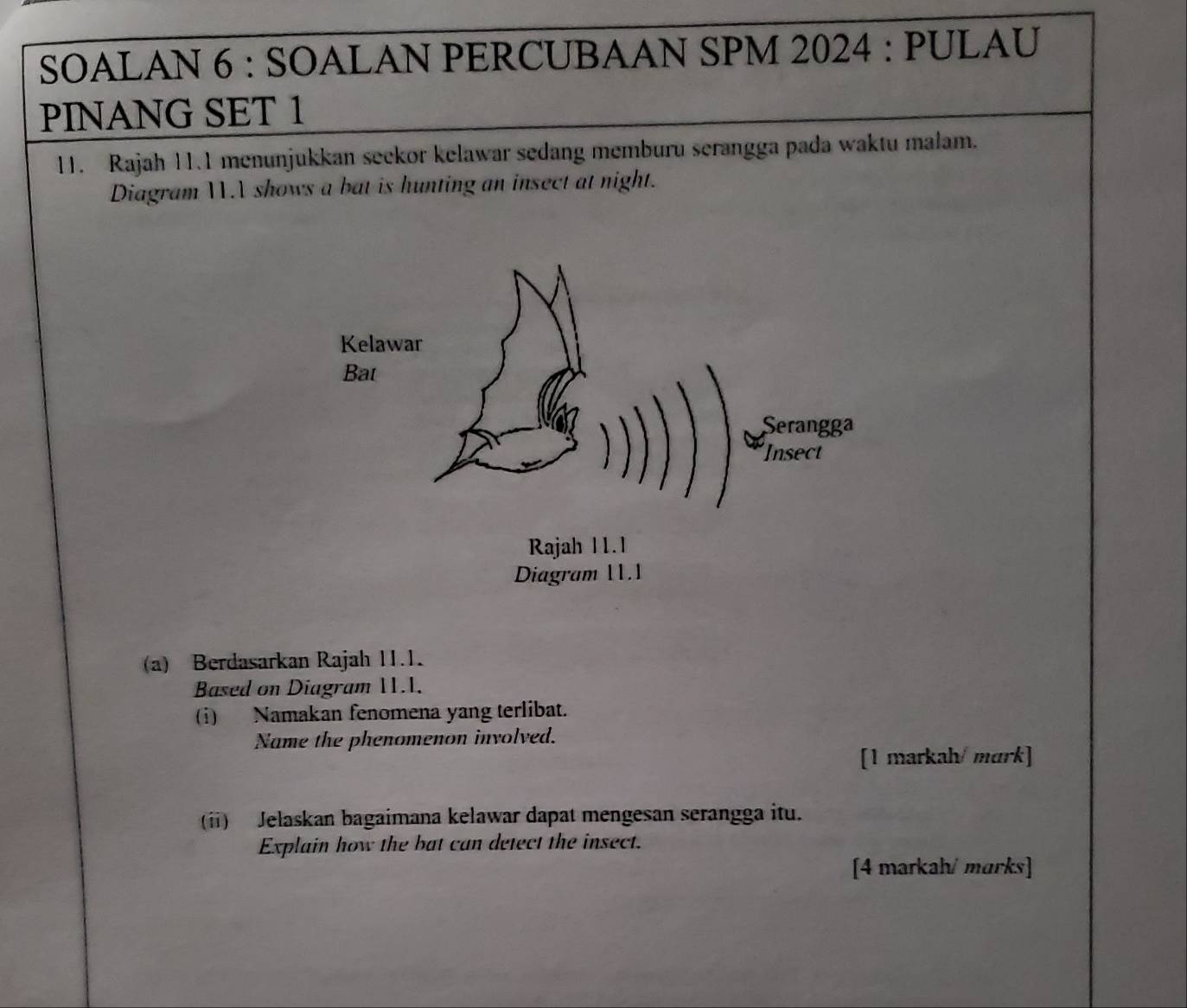 SOALAN 6 : SOALAN PERCUBAAN SPM 2024 : PULAU 
PINANG SET 1 
11. Rajah 11.1 menunjukkan seekor kelawar sedang memburu serangga pada waktu malam. 
Diagram WA shows a bat is hunting an insect at night. 
a) Berdasarkan Rajah 11.1. 
Based on Diagram 11.1. 
(i) Namakan fenomena yang terlibat. 
Name the phenomenon involved. 
[1 markah/ mark] 
(i) Jelaskan bagaimana kelawar dapat mengesan serangga itu. 
Explain how the bat can detect the insect. 
[4 markah/ marks]