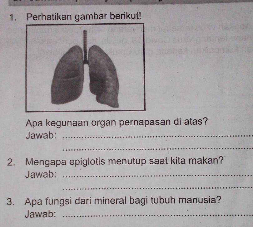 Perhatikan gambar berikut! 
Apa kegunaan organ pernapasan di atas? 
Jawab:_ 
_ 
2. Mengapa epiglotis menutup saat kita makan? 
Jawab:_ 
_ 
3. Apa fungsi dari mineral bagi tubuh manusia? 
Jawab:_