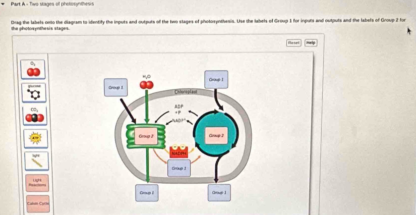Solved: « Two stages of photosynthesis Drag the labels onto the diagram ...
