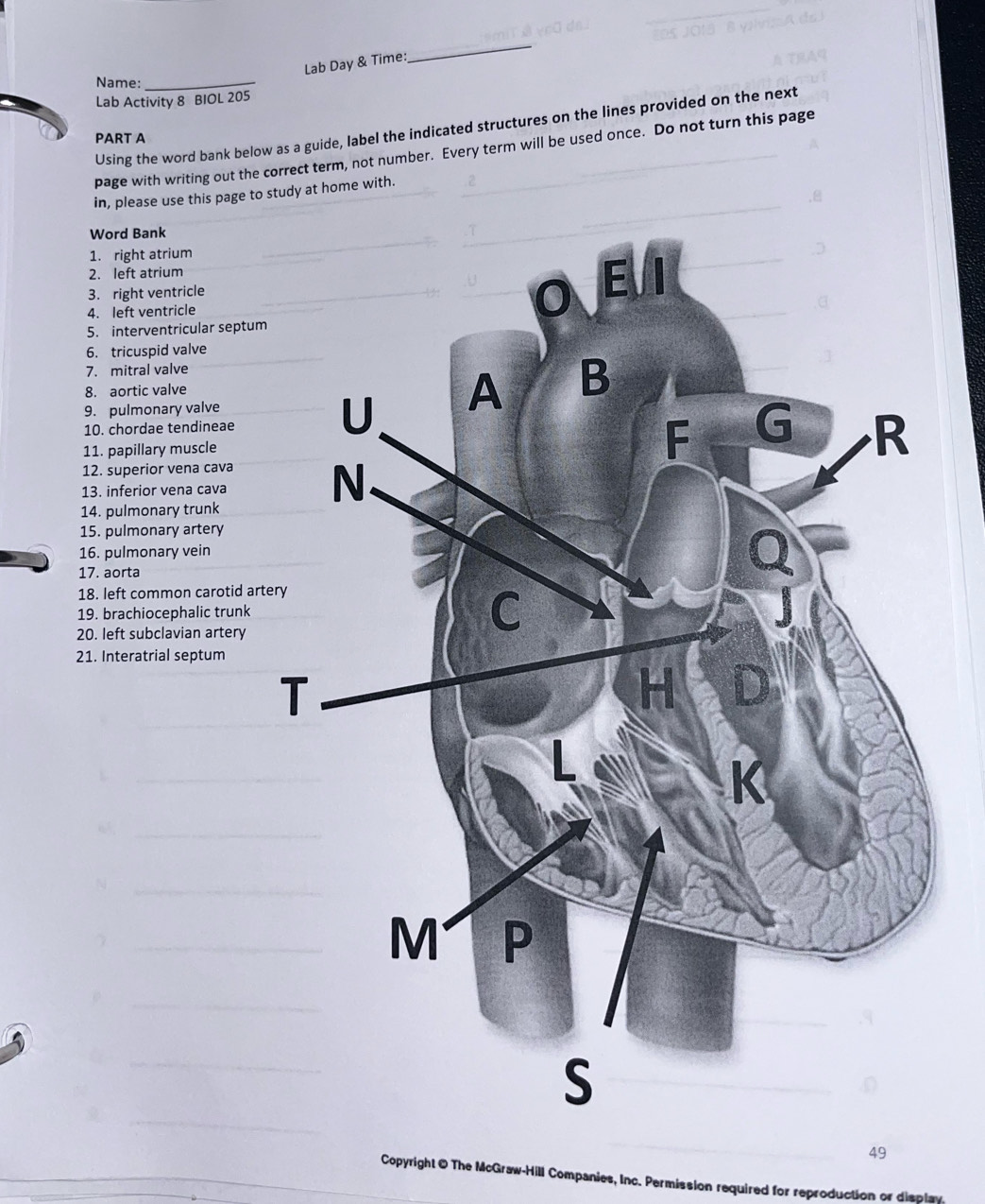 Lab Day & Time: 
_ 
Name:_ 
Lab Activity 8 BIOL 205 
Using the word bank below as a guide, label the indicated structures on the lines provided on the next 
PART A 
page with writing out the correct term, not number. Every term will be used once. Do not turn this page 
in, please use this page to 
Word Bank 
1. right atrium 
2. left atrium 
3. right ventricle 
4. left ventricle 
5. interventricular septum 
6. tricuspid valve 
7. mitral valve 
8. aortic valve 
9. pulmonary valve 
10. chordae tendineae 
11. papillary muscle 
12. superior vena cava 
13. inferior vena cava 
14. pulmonary trunk 
15. pulmonary artery 
16. pulmonary vein 
17. aorta 
18. left common carotid art 
19. brachiocephalic trunk 
20. left subclavian artery 
21. Interatrial septum 
_ 
_ 
_ 
_ 
_ 
_ 
_ 
49 
_ 
Copyright O The McGraw-Hill Companies, Inc. Permission required for reproduction or display