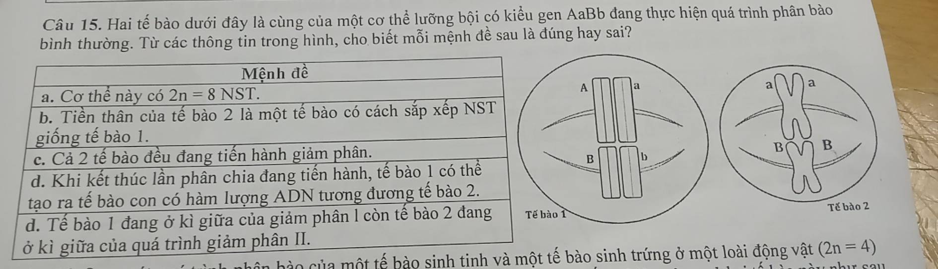 Hai tế bào dưới đây là cùng của một cơ thể lưỡng bội có kiểu gen AaBb đang thực hiện quá trình phân bào
bình thường. Từ các thông tin trong hình, cho biết mỗi mệnh đề sau là đúng hay sai?
của một tế bào sinh tinh và một ào sinh trứng ở một loài động vật (2n=4)