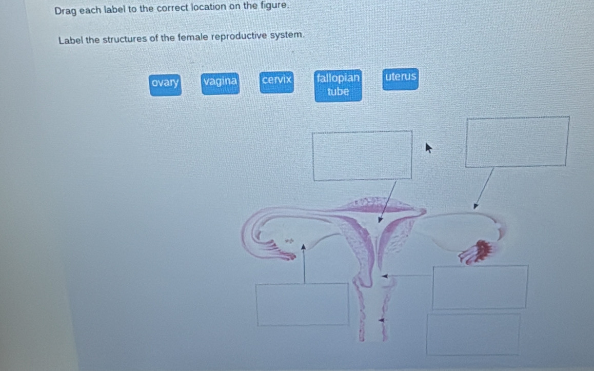 Solved: Drag each label to the correct location on the figure. Label ...