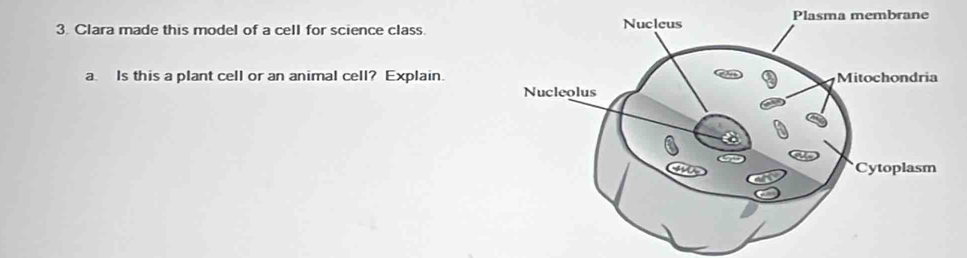 Clara made this model of a cell for science class. 
a. Is this a plant cell or an animal cell? Explain.