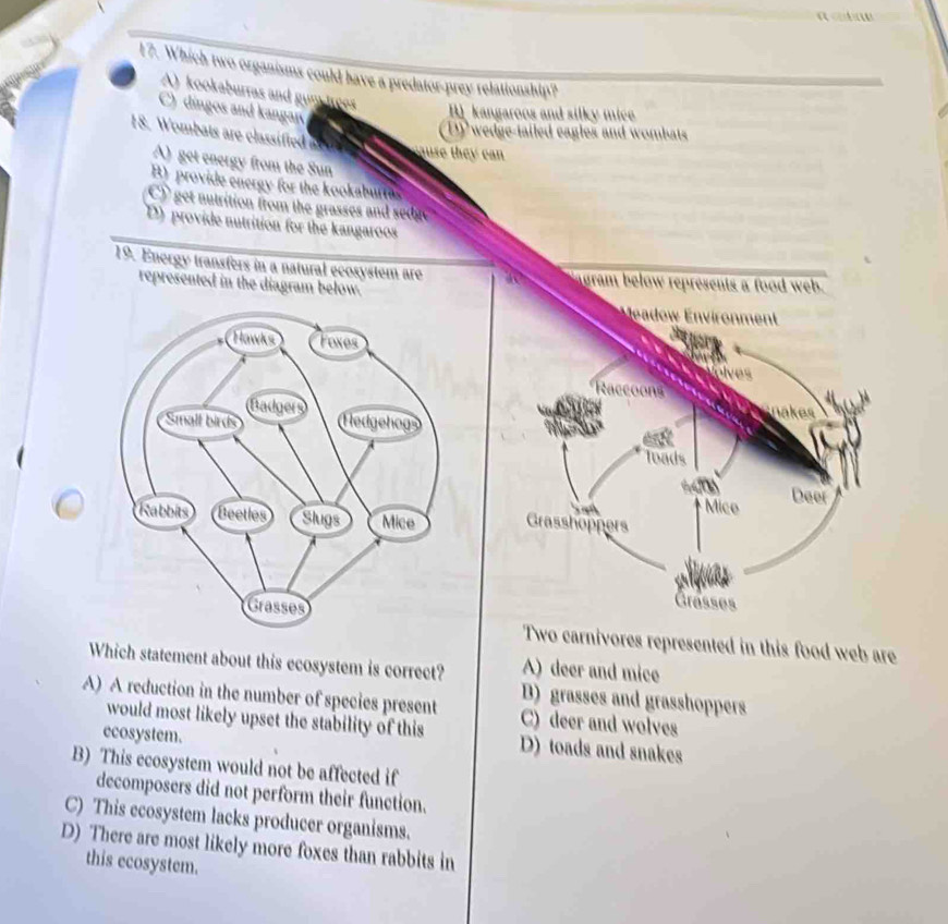 Which two organisms could have a predator-prey relationship?
A) kookaburras and guy trees
C) dingos and kangar
B kangaroos and silky mice
y wedge-tailed eagles and wombat 
18. Wombats are classified a 
use they can .
A) get energy from the Sun
B) provide energy for the kookaburtas
C) get nutrition from the grasses and sedge
D) provide nutrition for the kangaroos
19. Energy transfers in a natural ecosystem are gram below represents a food web.
represented in the diagram below.
ew viroment
olves
Raccoons
nakes 
est
loads

Mice
Deer
Grasshoppers
Grässes
Two carnivores represented in this food web are
Which statement about this ecosystem is correct? A) deer and mice
A) A reduction in the number of species present D) grasses and grasshoppers
C) deer and wolves
would most likely upset the stability of this D) toads and snakes
ecosystem.
B) This ecosystem would not be affected if
decomposers did not perform their function.
C) This ecosystem lacks producer organisms.
D) There are most likely more foxes than rabbits in
this ecosystem.