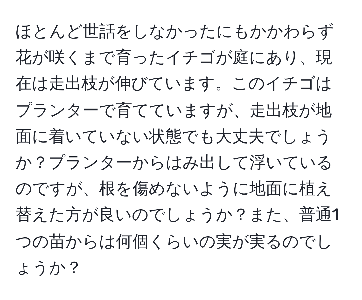 ほとんど世話をしなかったにもかかわらず花が咲くまで育ったイチゴが庭にあり、現在は走出枝が伸びています。このイチゴはプランターで育てていますが、走出枝が地面に着いていない状態でも大丈夫でしょうか？プランターからはみ出して浮いているのですが、根を傷めないように地面に植え替えた方が良いのでしょうか？また、普通1つの苗からは何個くらいの実が実るのでしょうか？