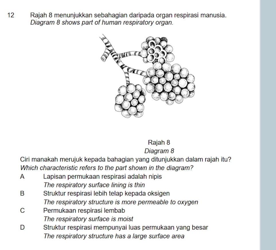 Rajah 8 menunjukkan sebahagian daripada organ respirasi manusia.
Diagram 8 shows part of human respiratory organ.
Rajah 8
Diagram 8
Ciri manakah merujuk kepada bahagian yang ditunjukkan dalam rajah itu?
Which characteristic refers to the part shown in the diagram?
A Lapisan permukaan respirasi adalah nipis
The respiratory surface lining is thin
B Struktur respirasi lebih telap kepada oksigen
The respiratory structure is more permeable to oxygen
C Permukaan respirasi lembab
The respiratory surface is moist
D Struktur respirasi mempunyai luas permukaan yang besar
The respiratory structure has a large surface area