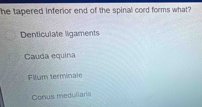 he tapered inferior end of the spinal cord forms what?
Denticulate ligaments
Cauda equina
Filum terminale
Conus medullaris