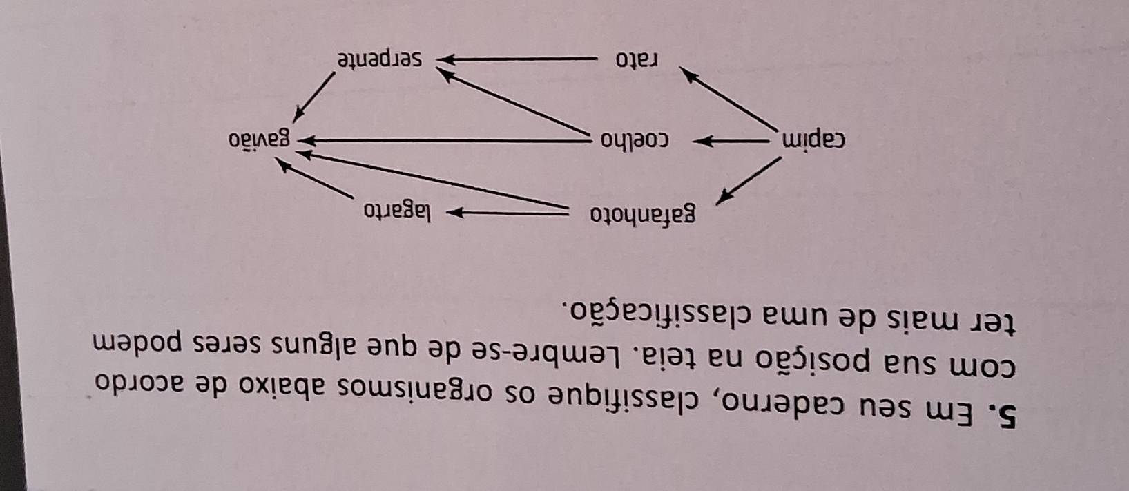 Em seu caderno, classifique os organismos abaixo de acordo 
com sua posição na teia. Lembre-se de que alguns seres podem 
ter mais de uma classificação.