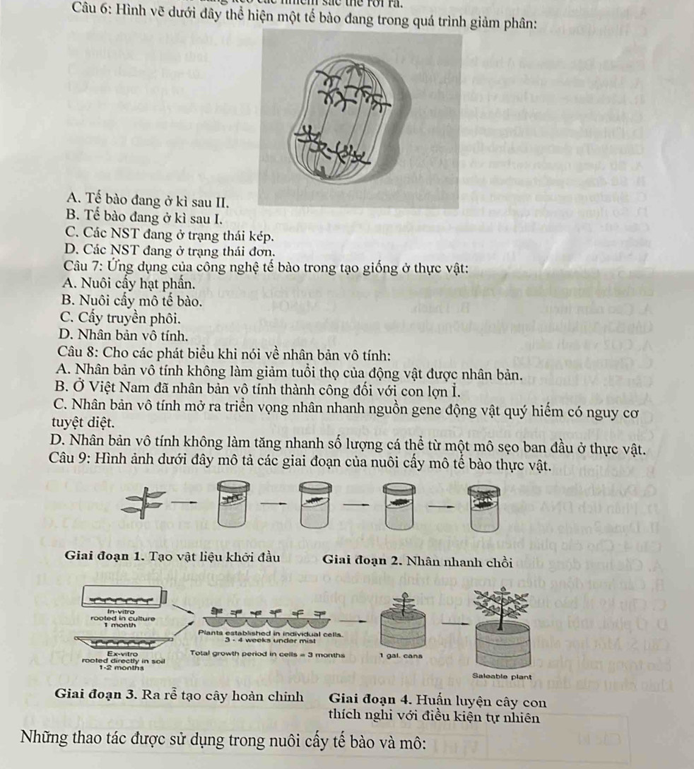 sae the ror r.
Câu 6: Hình vẽ dưới đây thể hiện một tế bào đang trong quá trình giảm phân:
A. Tế bào đang ở kì sau II.
B. Tế bào đang ở kì sau I.
C. Các NST đang ở trạng thái kép.
D. Các NST đang ở trạng thái đơn.
Câu 7: Ứng dụng của công nghệ tế bào trong tạo giống ở thực vật:
A. Nuôi cấy hạt phần.
B. Nuôi cấy mô tế bào.
C. Cẩy truyền phôi.
D. Nhân bản vô tính.
Câu 8: Cho các phát biểu khi nói về nhân bản vô tính:
A. Nhân bản vô tính không làm giảm tuổi thọ của động vật được nhân bản.
B. Ở Việt Nam đã nhân bản vô tính thành công đối với con lợn I.
C. Nhân bản vô tính mở ra triển vọng nhân nhanh nguồn gene động vật quý hiểm có nguy cơ
tuyệt diệt.
D. Nhân bản vô tính không làm tăng nhanh số lượng cá thể từ một mô sẹo ban đầu ở thực vật.
Câu 9: Hình ảnh dưới đây mô tả các giai đoạn của nuôi cấy mô tế bào thực vật.
Giai đoạn 1. Tạo vật liệu khởi đầu Giai đoạn 2. Nhân nhanh chồi
Giai đoạn 3. Ra rễ tạo cây hoàn chính Giai đoạn 4. Huấn luyện cây con
thích nghi với điều kiện tự nhiên
Những thao tác được sử dụng trong nuôi cấy tế bào và mô: