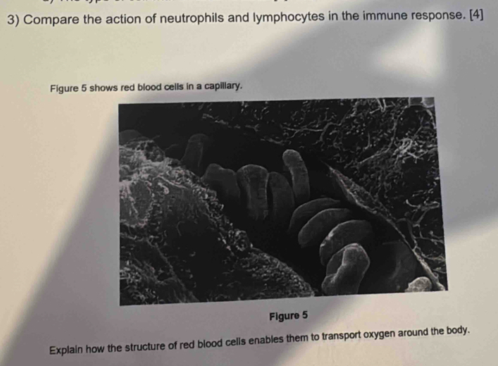 Compare the action of neutrophils and lymphocytes in the immune response. [4] 
Figure 5 shows red blood cells in a capillary. 
Figure 5 
Explain how the structure of red blood cells enables them to transport oxygen around the body.