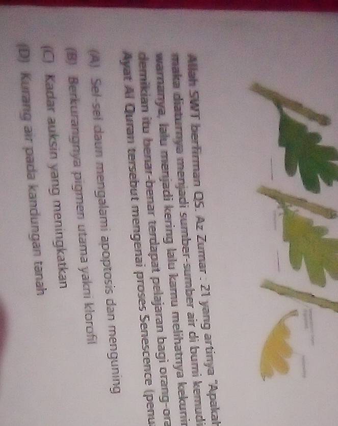 Allah SWT berfirman QS. Az Zumar : 21 yang artinya 'Apakah
maka diaturnya menjadi sumber-sumber air di bumi kemudi
warnanya, lalu menjadi kering lalu kamu melihatnya kekuni
demikian itu benar-benar terdapat pelajaran bagi orang-ora
Ayat Al Quran tersebut mengenai proses Senescence (penu
(A) Sel-sel daun mengalami apoptosis dan menguning
(B) Berkurangnya pigmen utama yakni klorofil
(C) Kadar auksin yang meningkatkan
(D) Kurang air pada kandungan tanah