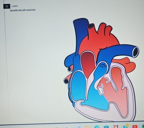 10 1 poInt 
Identify the left ventricle.